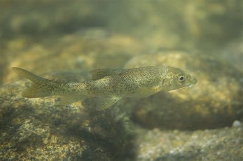 barbau|Barbeau fluviatile • Barbus barbus • Fiche poissons